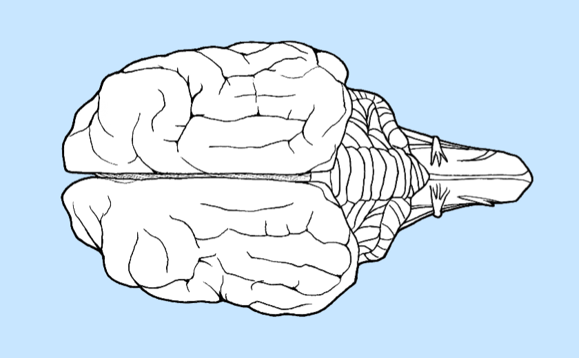 Control Machines with your Brain