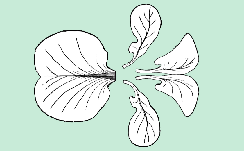 Getting Started with the Plant SpikerBox: Venus Flytrap Electrophysiology