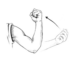 Electromyography (EMG) of Agonist/Antagonist Muscle Pairs