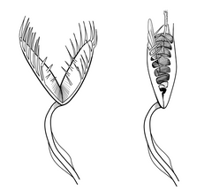 Venus Flytrap Electrophysiology