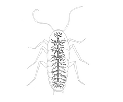 Hear and See Neurons: Exploring Cockroach Nervous Systems